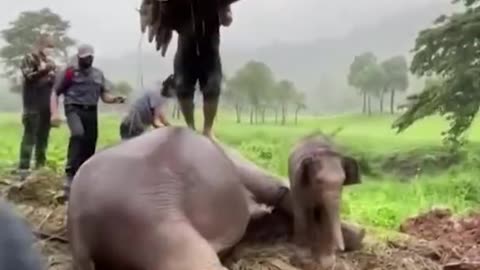 Elephant Rescue