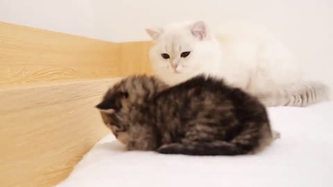 Daddy cat Leo gently watches over the kittens. he seems to have become a good dad