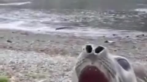 Seal fish's long deep yawn #shorts #viral #shortsvideo #video