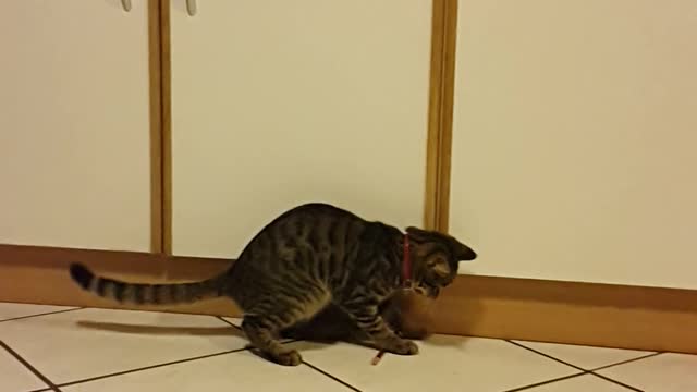 Kitten is Mesmerized by the pencil