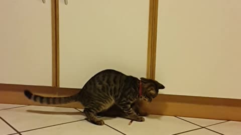 Kitten is Mesmerized by the pencil