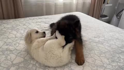 German Shepherd Puppy and Golden Retriever Puppy Playing for the First Time!