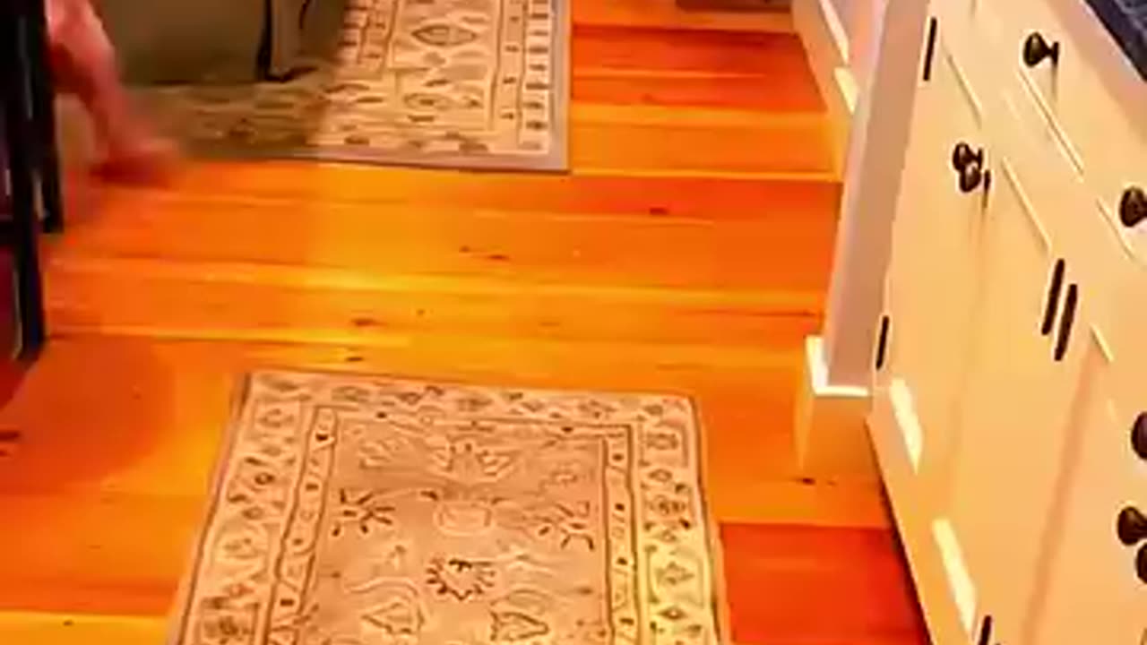 Funny video dog