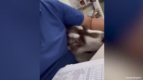 Most Funny And Cute Moments Dog In Love With Their Human ❤️