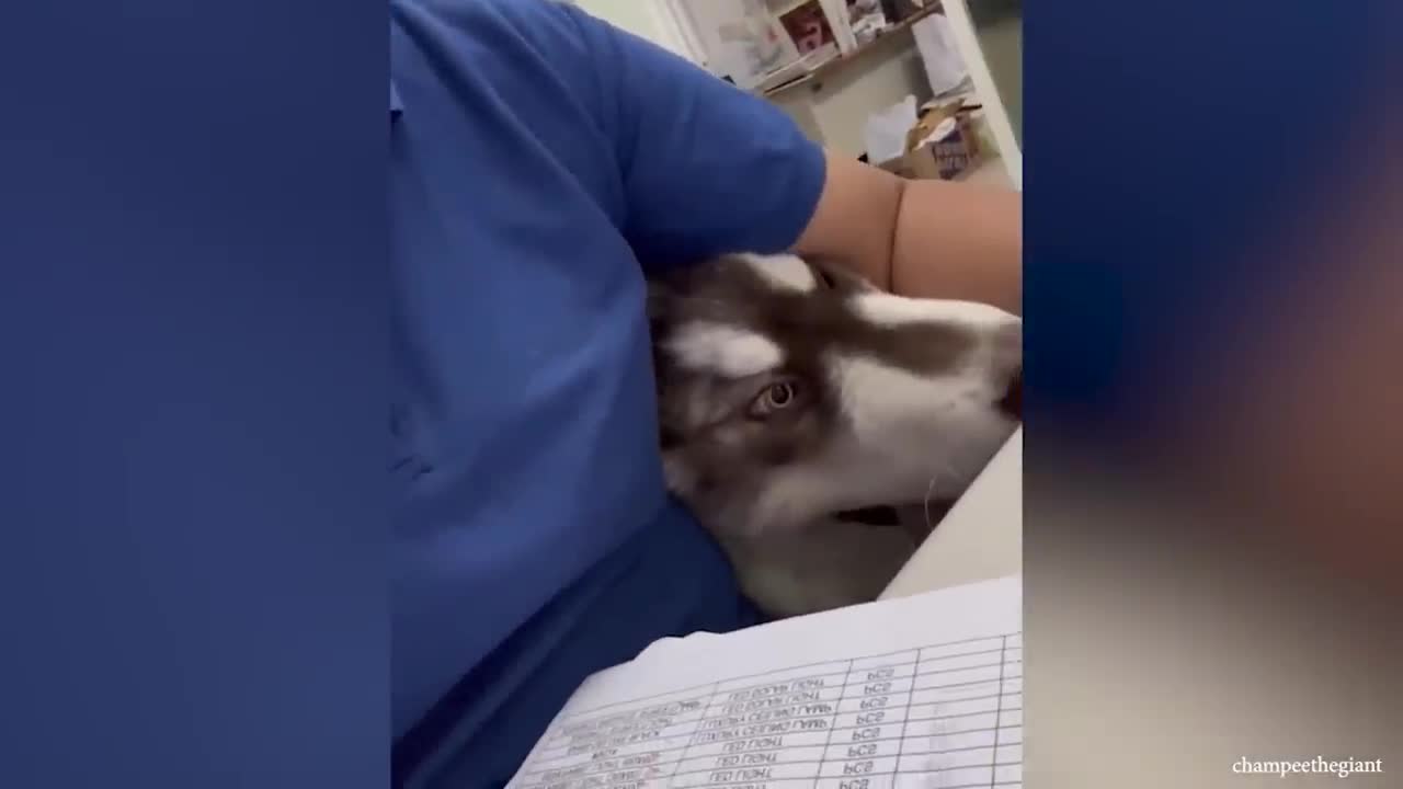 Most Funny And Cute Moments Dog In Love With Their Human ❤️