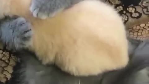 Hey one in a million love cat😍