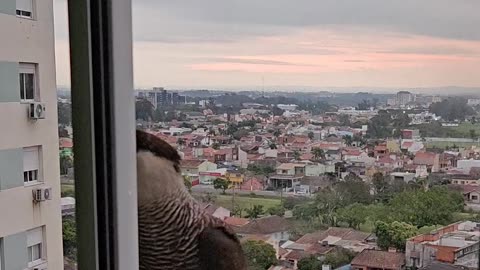 Giving a Wild Falcon a Drink of Water