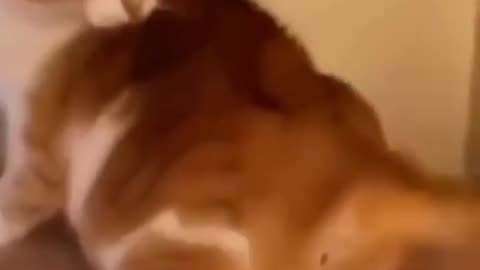 Funny animal