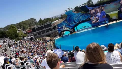 Tour Sea world dolphin san diego