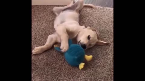 Episode 15 - Unwind with pets