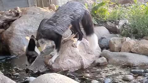 Foxes frolic around their pond