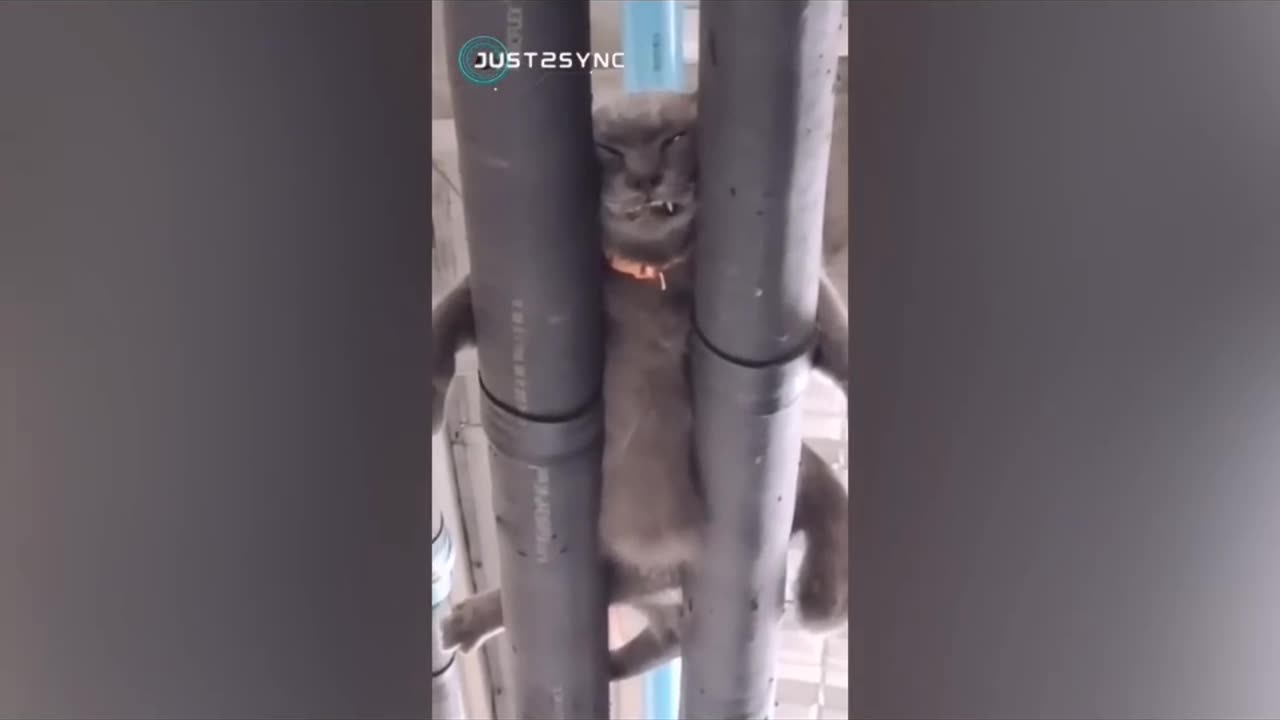 Cat's funny complation