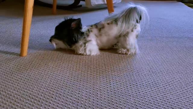 Yorkie crawls on the new carpet.