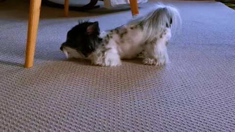 Yorkie crawls on the new carpet.