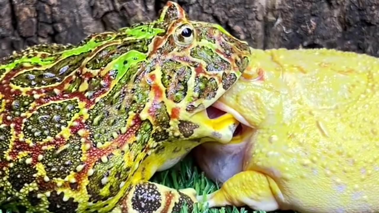 PRANK WITH FROG