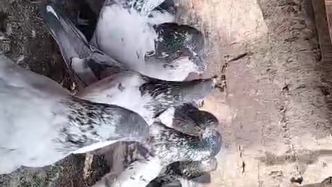 Beautiful pigeon breeder pair best flying