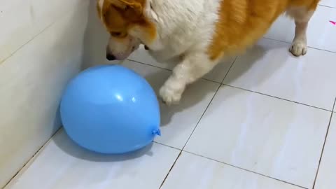 Corgi explosion