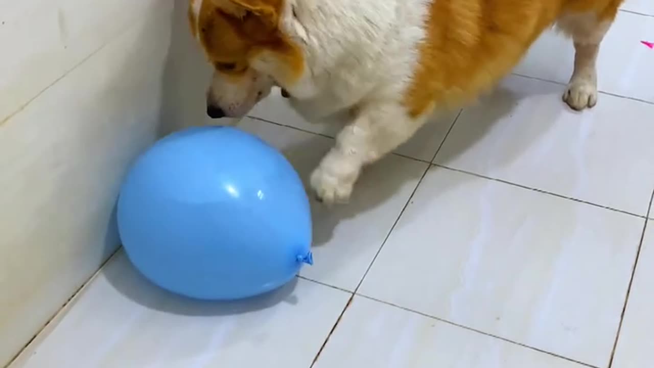 Corgi explosion