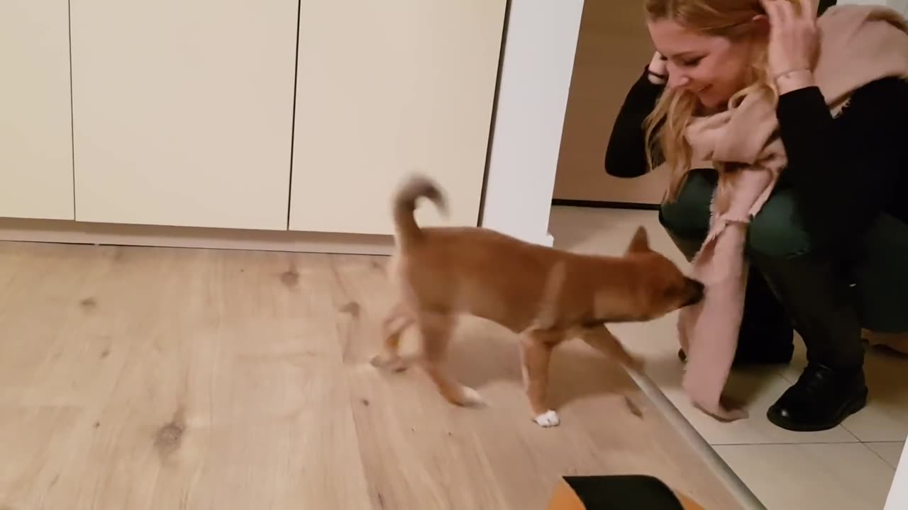 Puppy can't contain his excitement when owner comes home