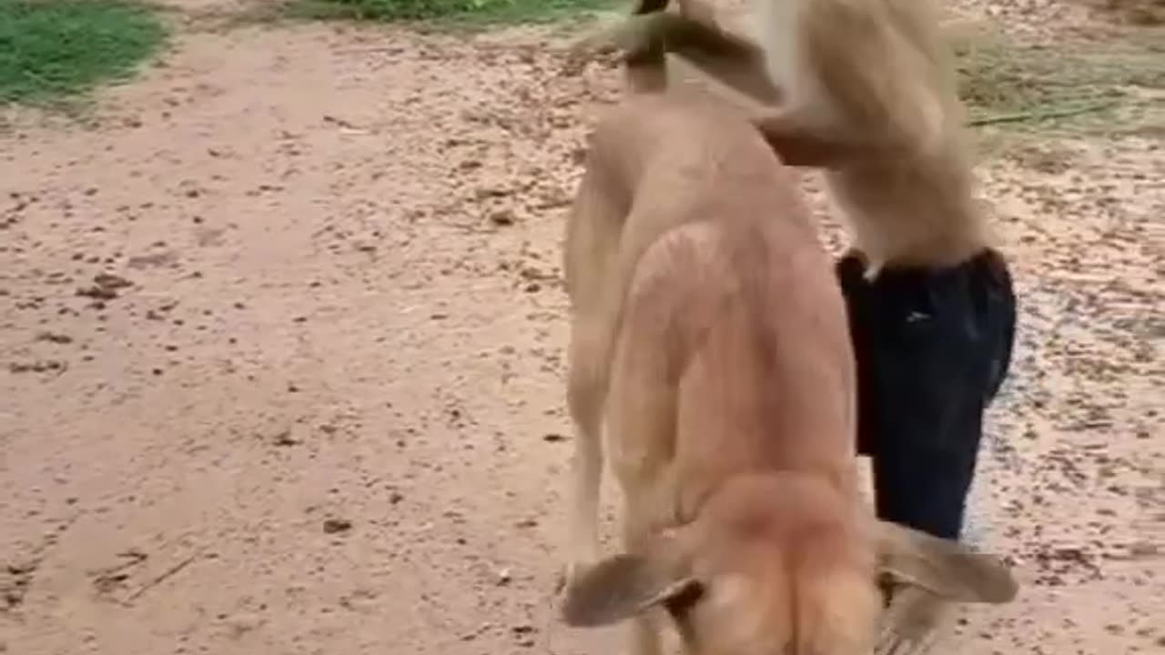 funny clip