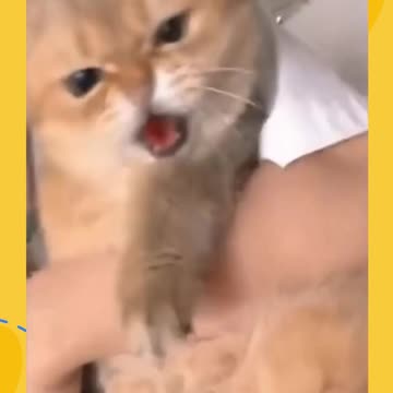 Funny Animal videos | Part 17