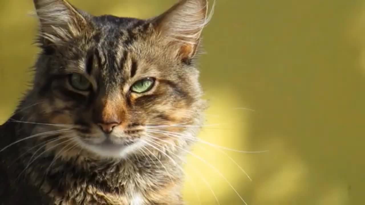 Cat meowing