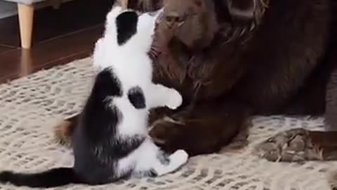 Dog and cat games