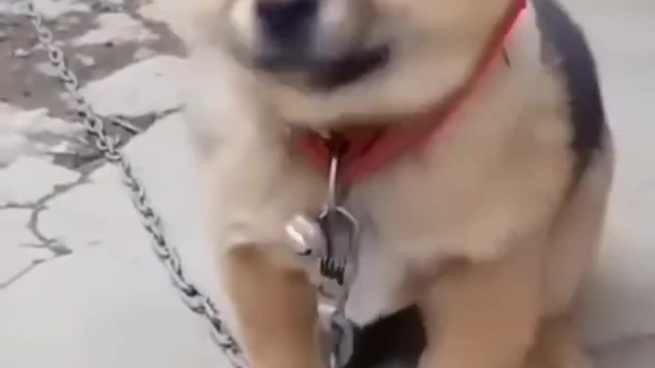 cute dog's voice