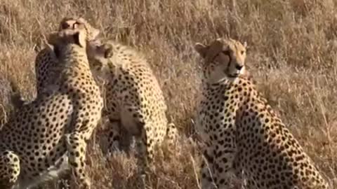 A family of cheetahs consisting of 4 tigers in the forest, characterized by their spotted fur