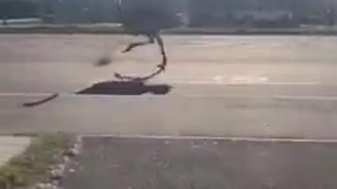 Ostrich running in the street only happens in south Africa (lol) must watch