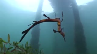 The Sea dragon