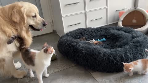 Mom Cat Shows Baby Kittens how to be friends with a Golden Retriever