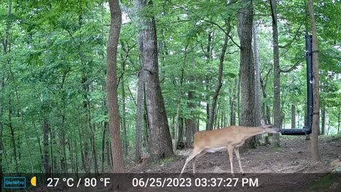The Woods – 06/26/2023