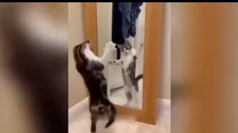 Funny cat video cant stop laughing