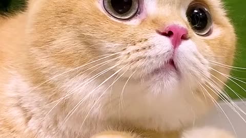 Little cats cute and funny videos