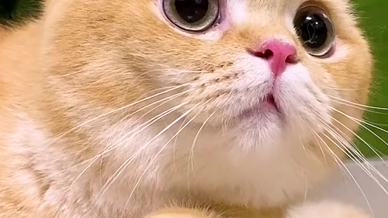 Little cats cute and funny videos