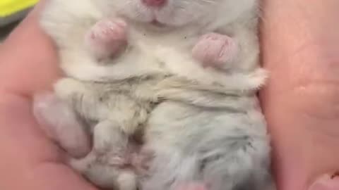 Hamster gets high on life