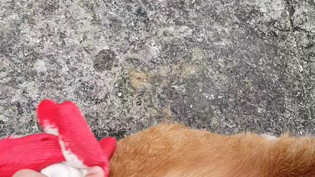 petting cat