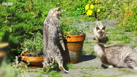 What Happens When Cats Have Catnip? | Pets: Wild At Heart | BBC Earth