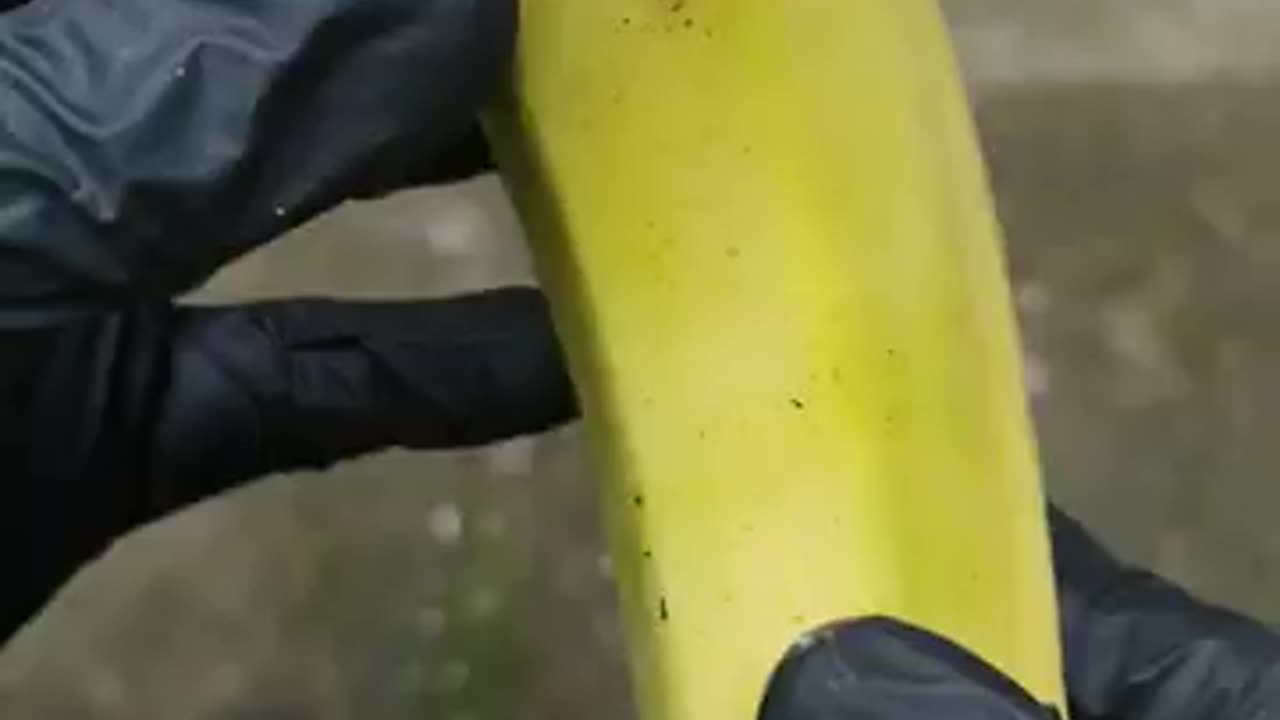 Grow your own banana tree