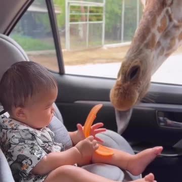 The Baby And The Giraffe