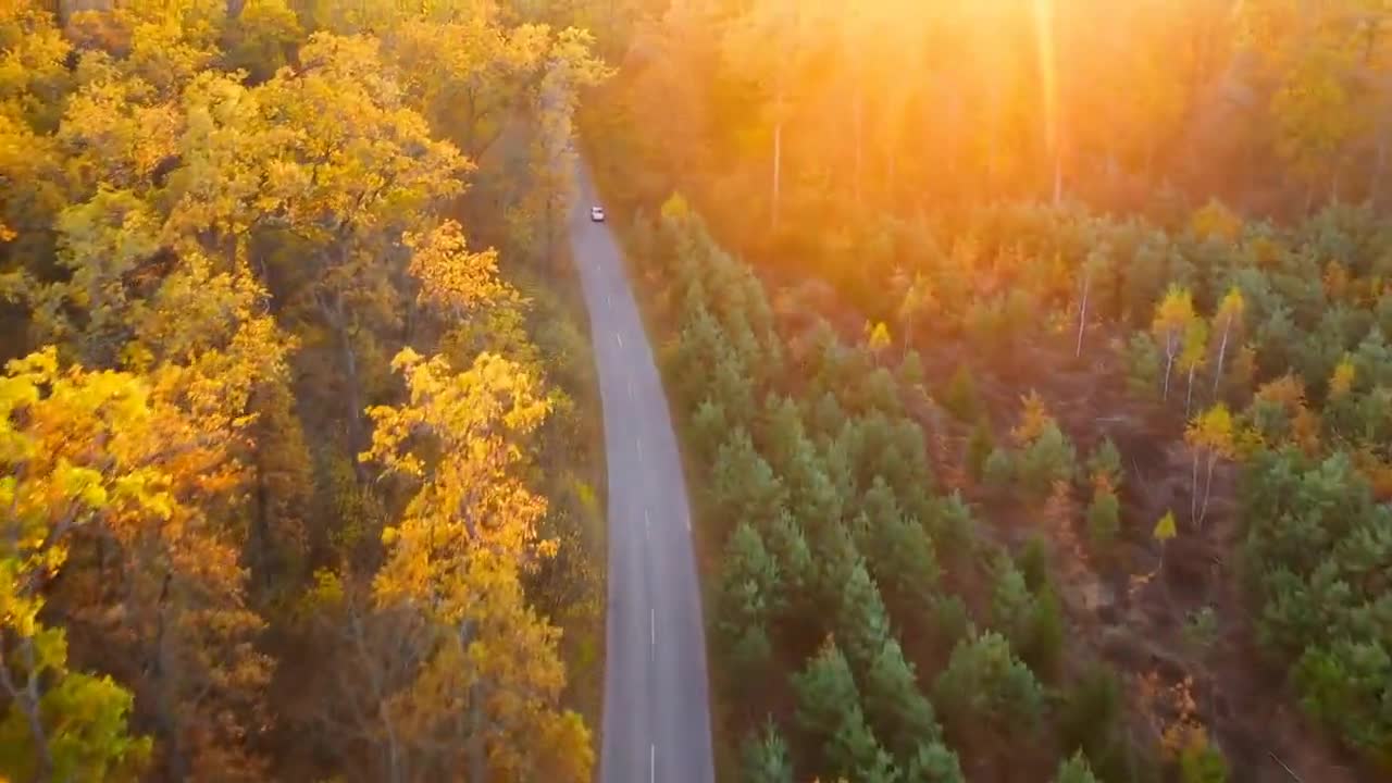 Enchanting Autumn Forests with Beautiful Piano Music