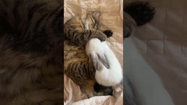 Rabbit And Mother