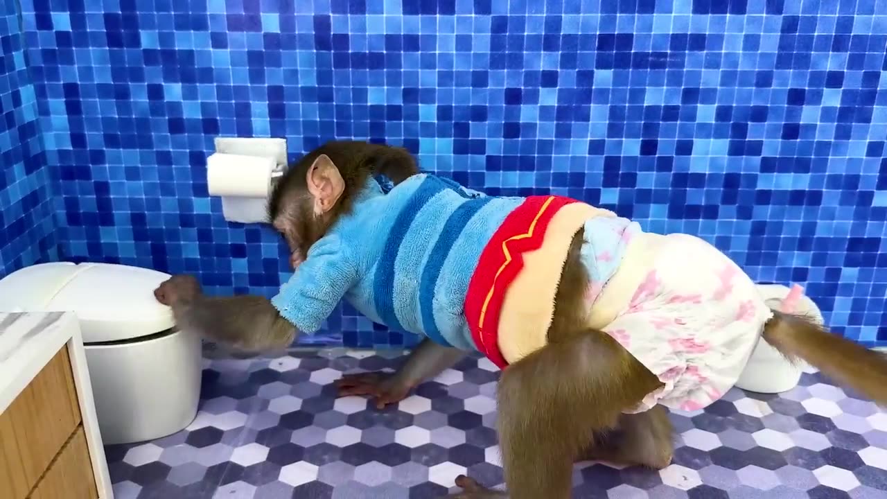 Monkey Baby Bon Bon oes to the toilet and plays with Ducklings in the swimming pool