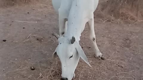 Pakistani Cow 🐄🐄