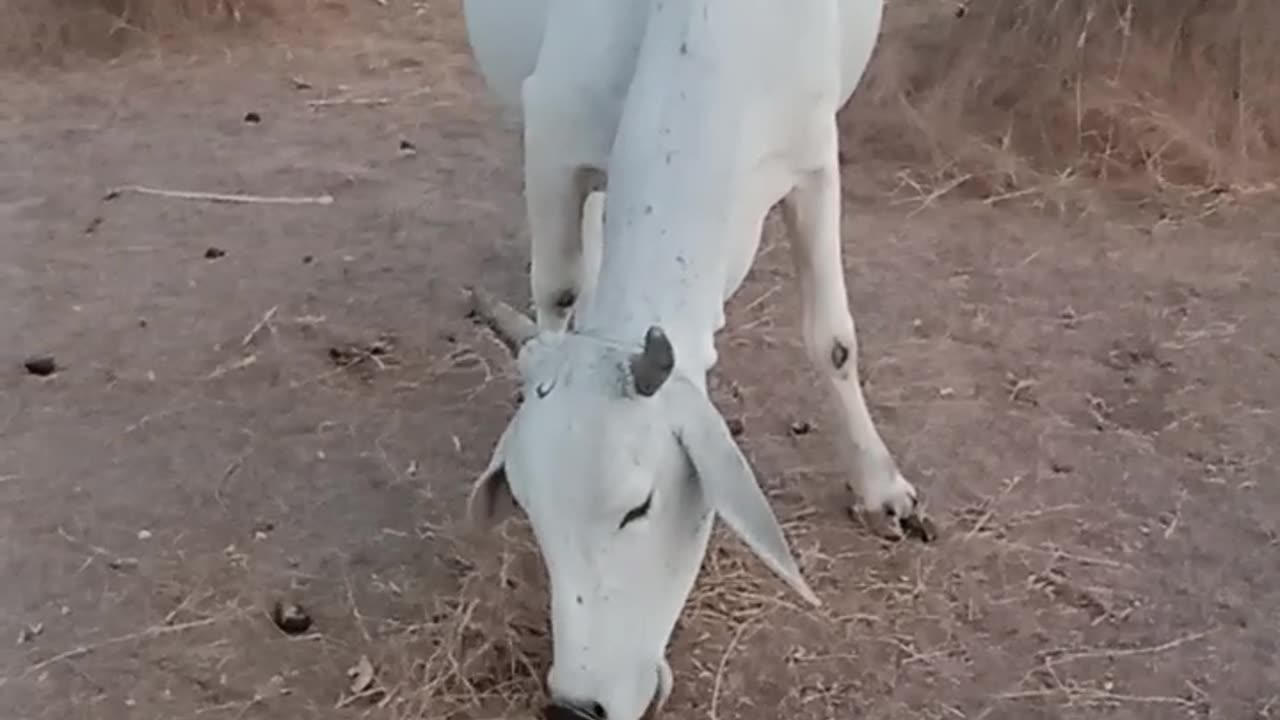 Pakistani Cow 🐄🐄