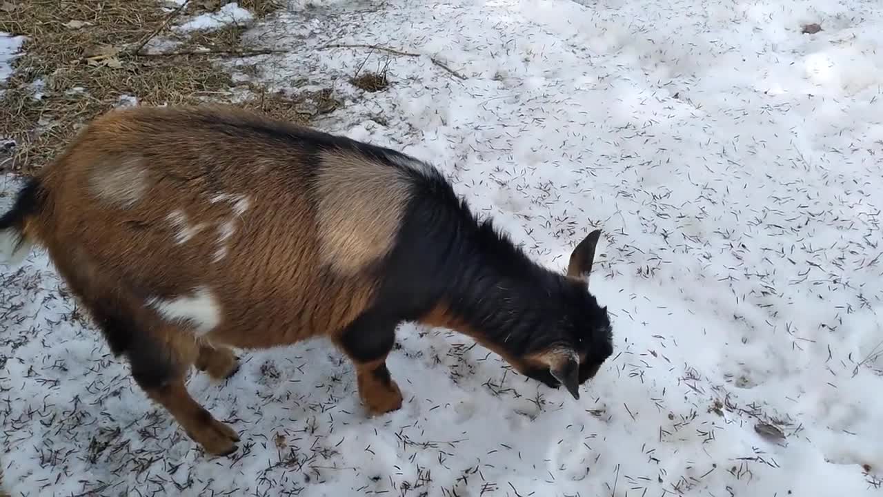 Meet Nigerian Dwarf Goat Doe Built on the Rock Star Garnet/POLLED & MOONSPOTTED