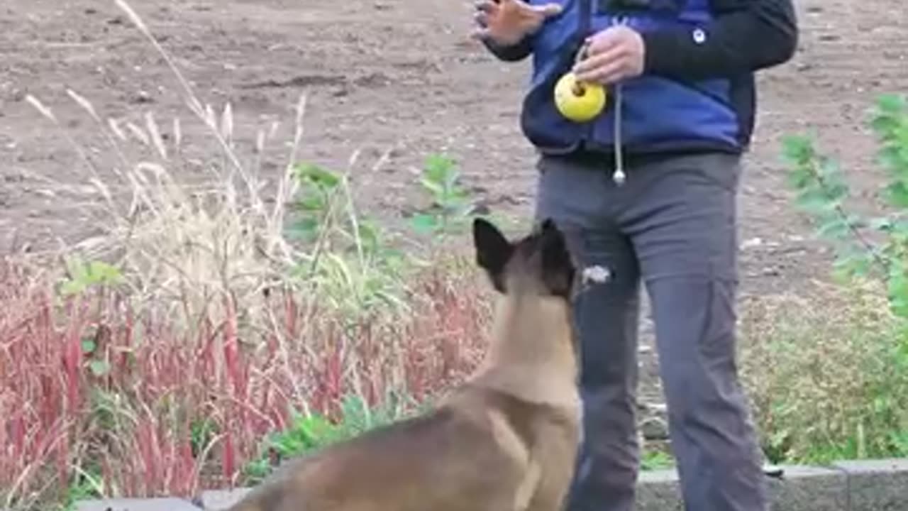 Teach your dog through progressively harder situations instead of punishment for failure to listen