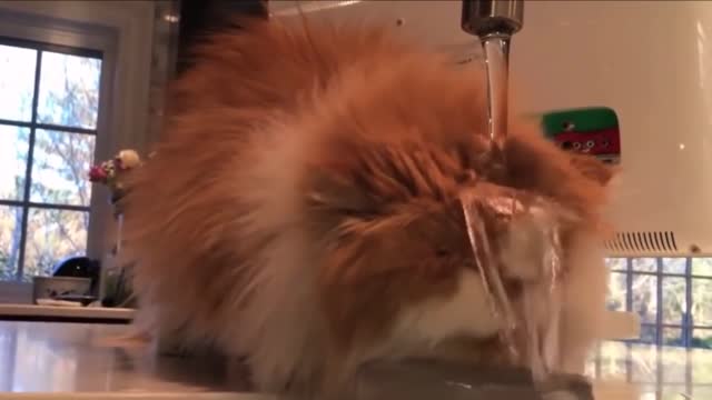 The cat doesn't understand how to drink water