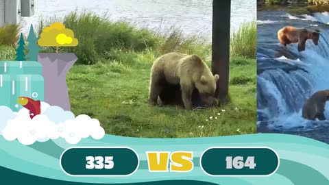 Fat Bear Week Contenders 2022 | Who Has Your Vote?